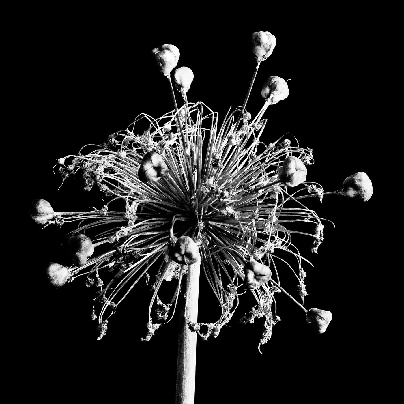 High Contrast Globe Thistle