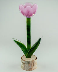 Baby Pink Tulip