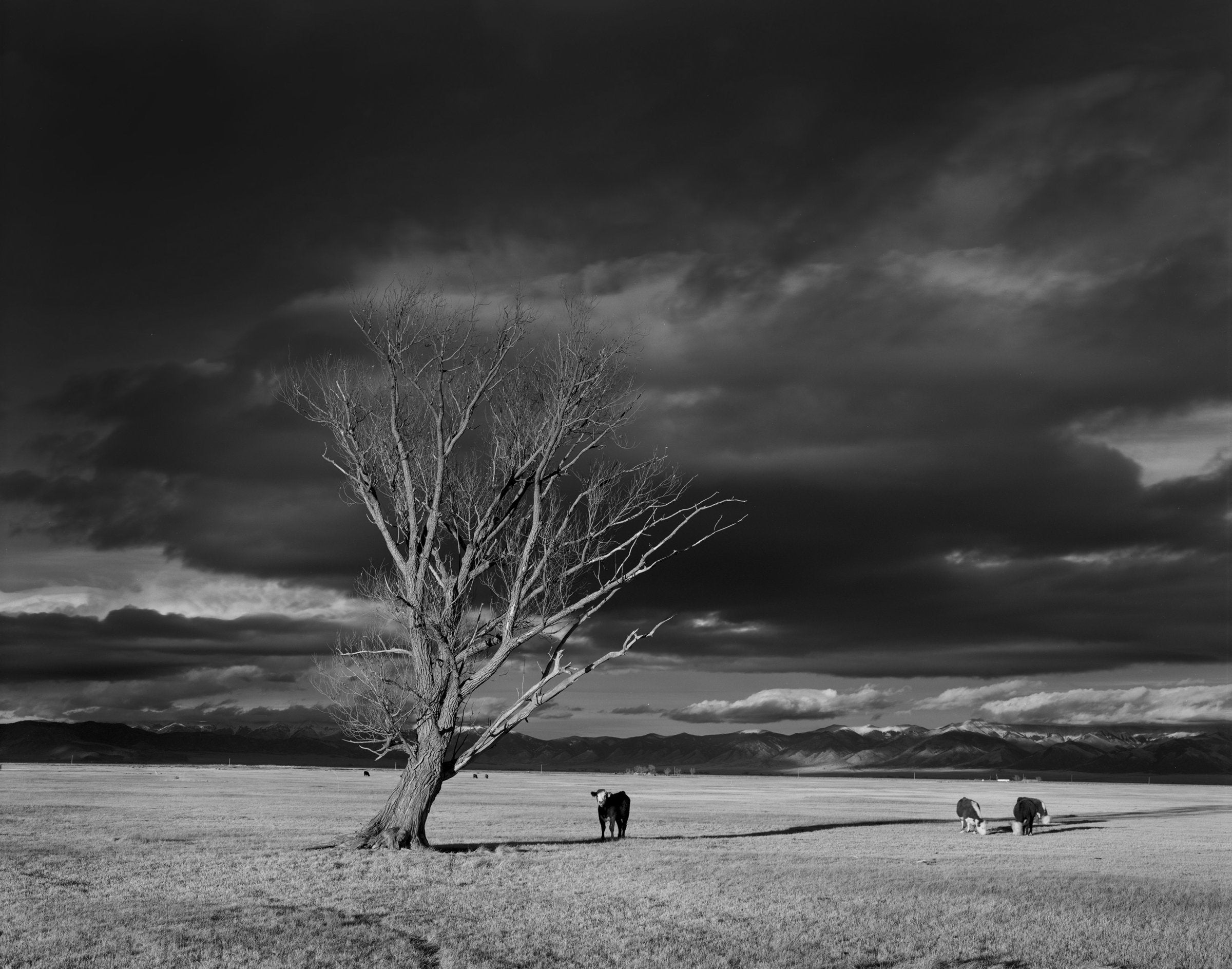 Tree and Cows