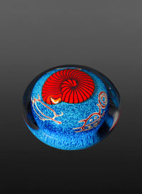 Red Nautilus on Sapphire Paperweight
