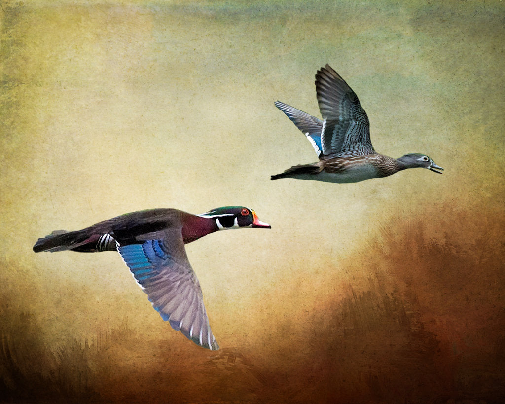 Nature's Vision
