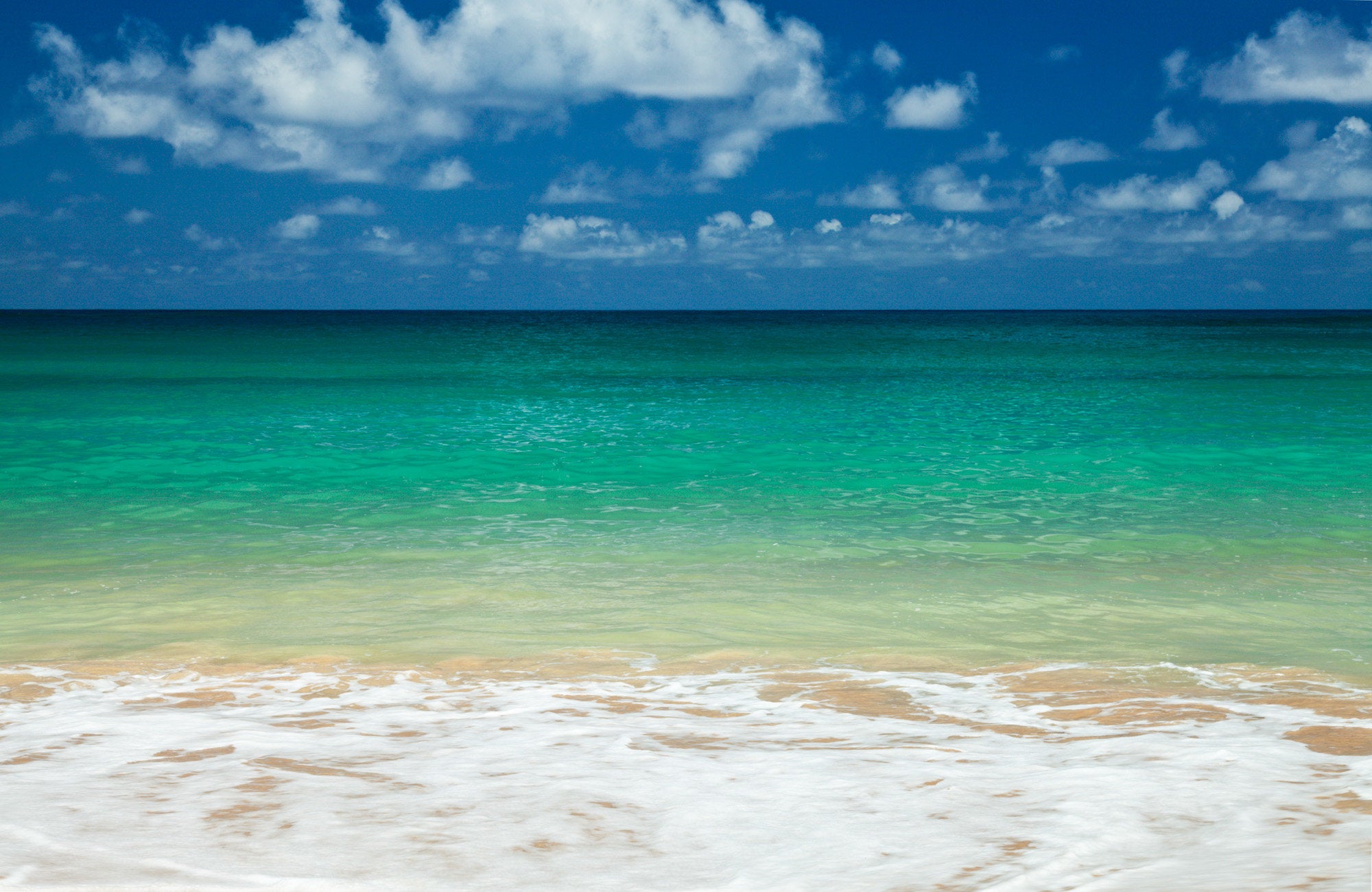 Tropical Splendor