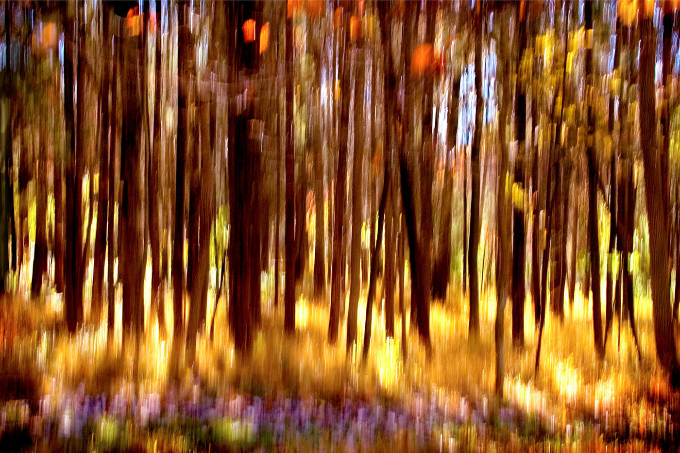 The Magic Forest