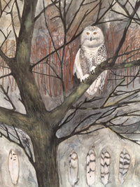 Snowy Owl in the Maine Woods