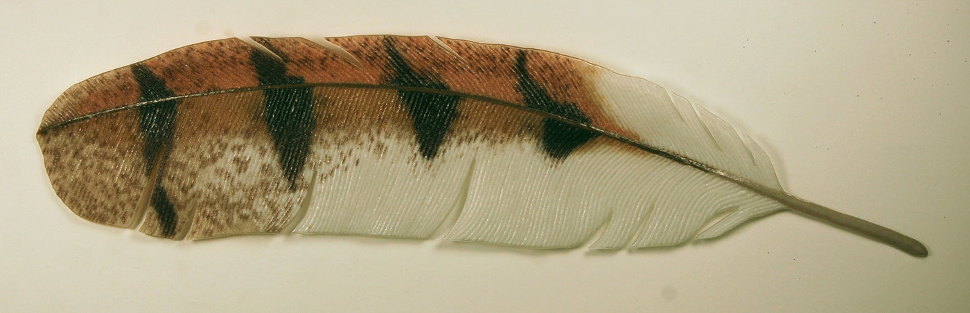 Barn Owl Feather
