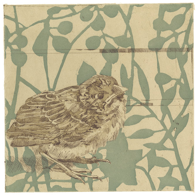 Little Finch