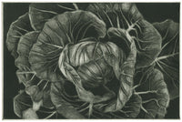 Cabbage