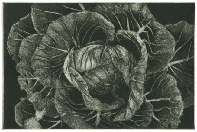 Cabbage