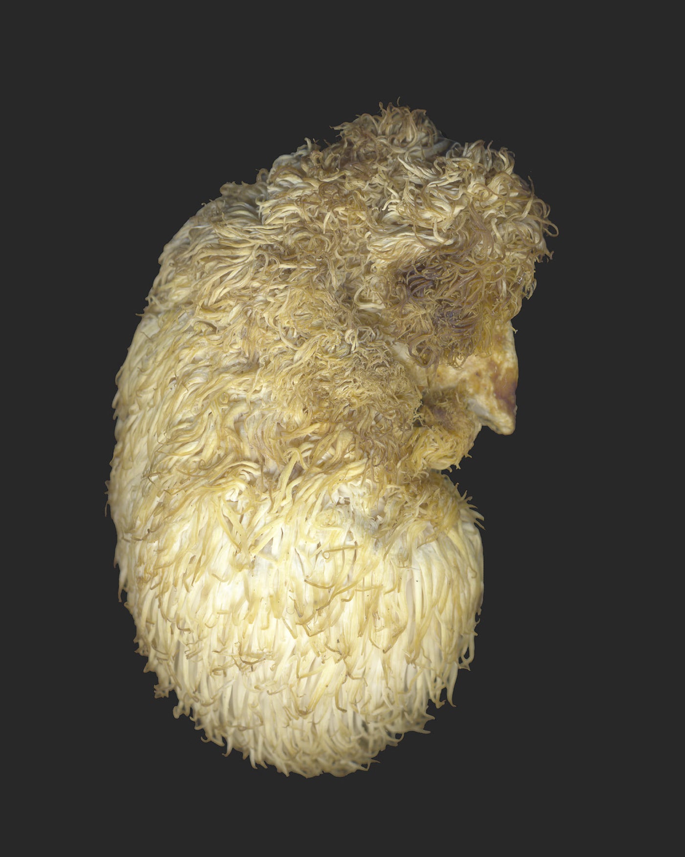 Lion's Mane