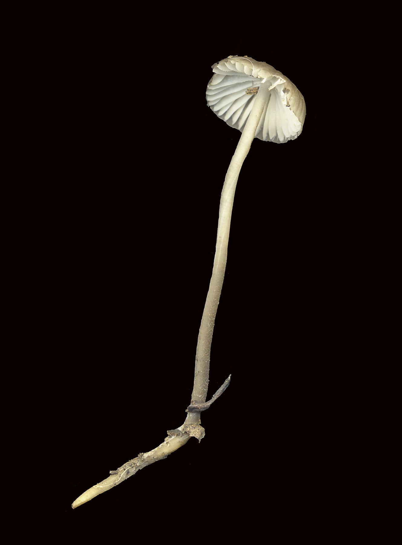 Xerula