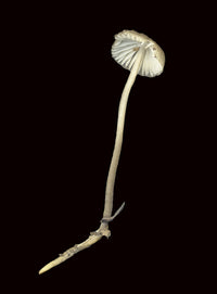 Xerula