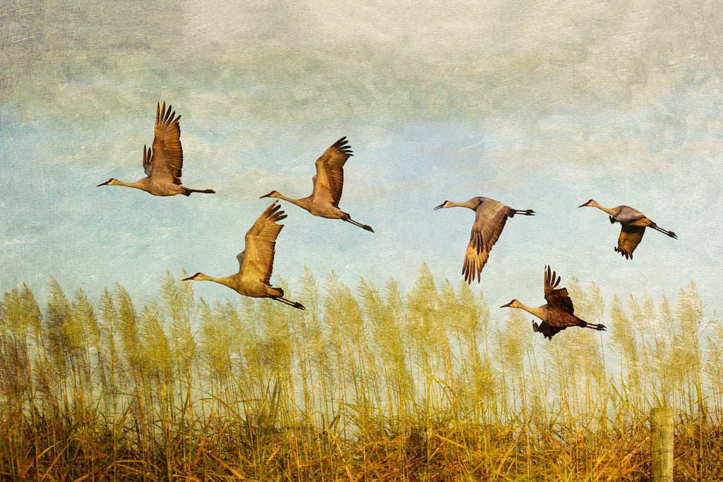 Cranes At Sunset