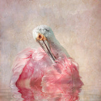 Rhapsody in Pink