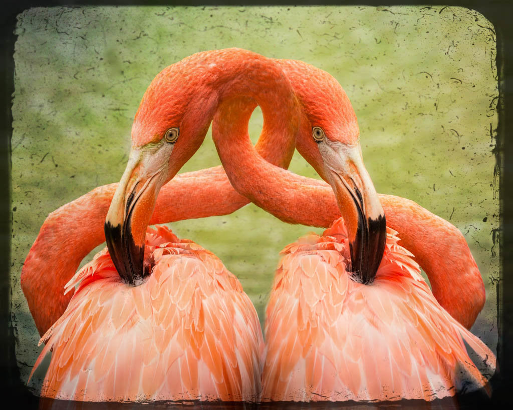 Love Entwined