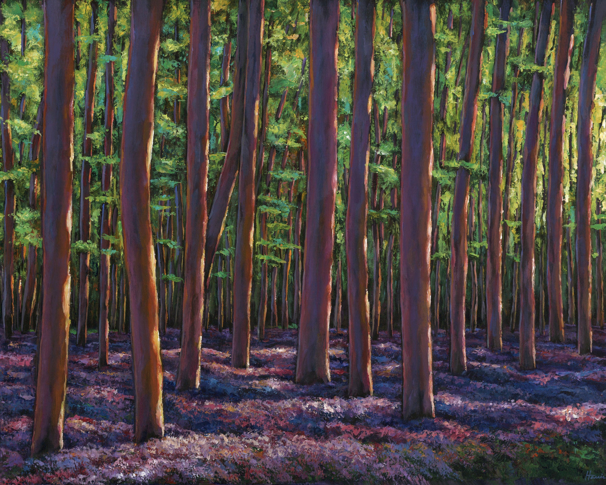 Bluebells and Forest