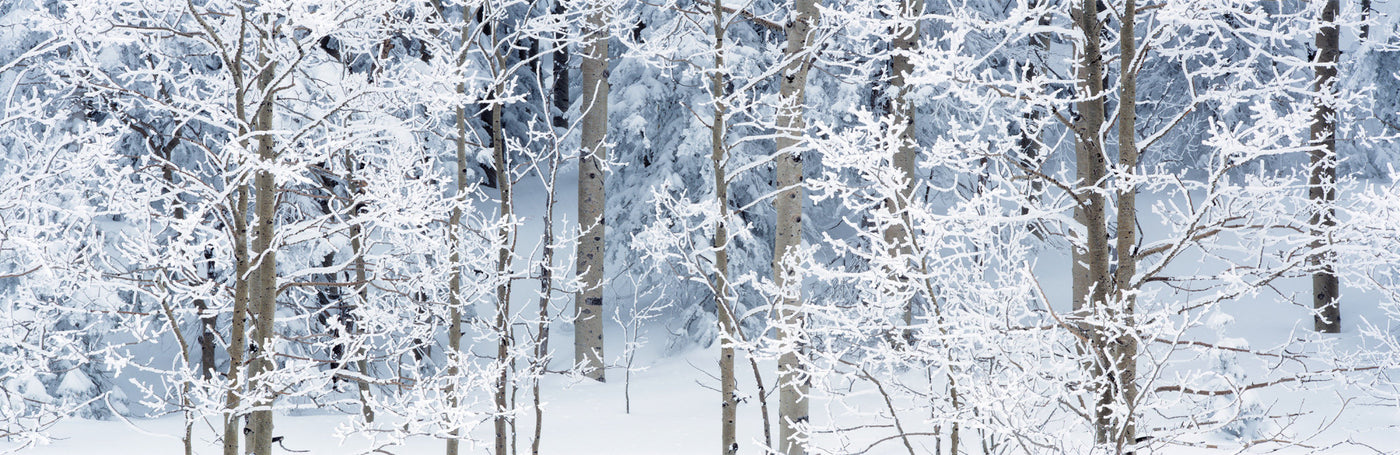 Aspens in Snow