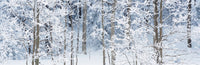 Aspens in Snow