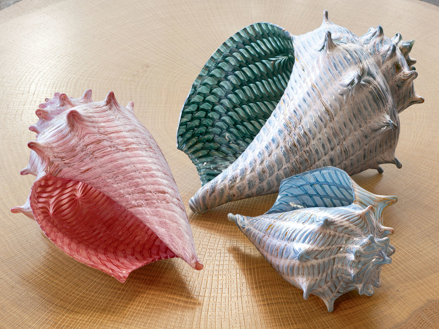 Optic Conch Shells