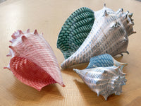 Optic Conch Shells
