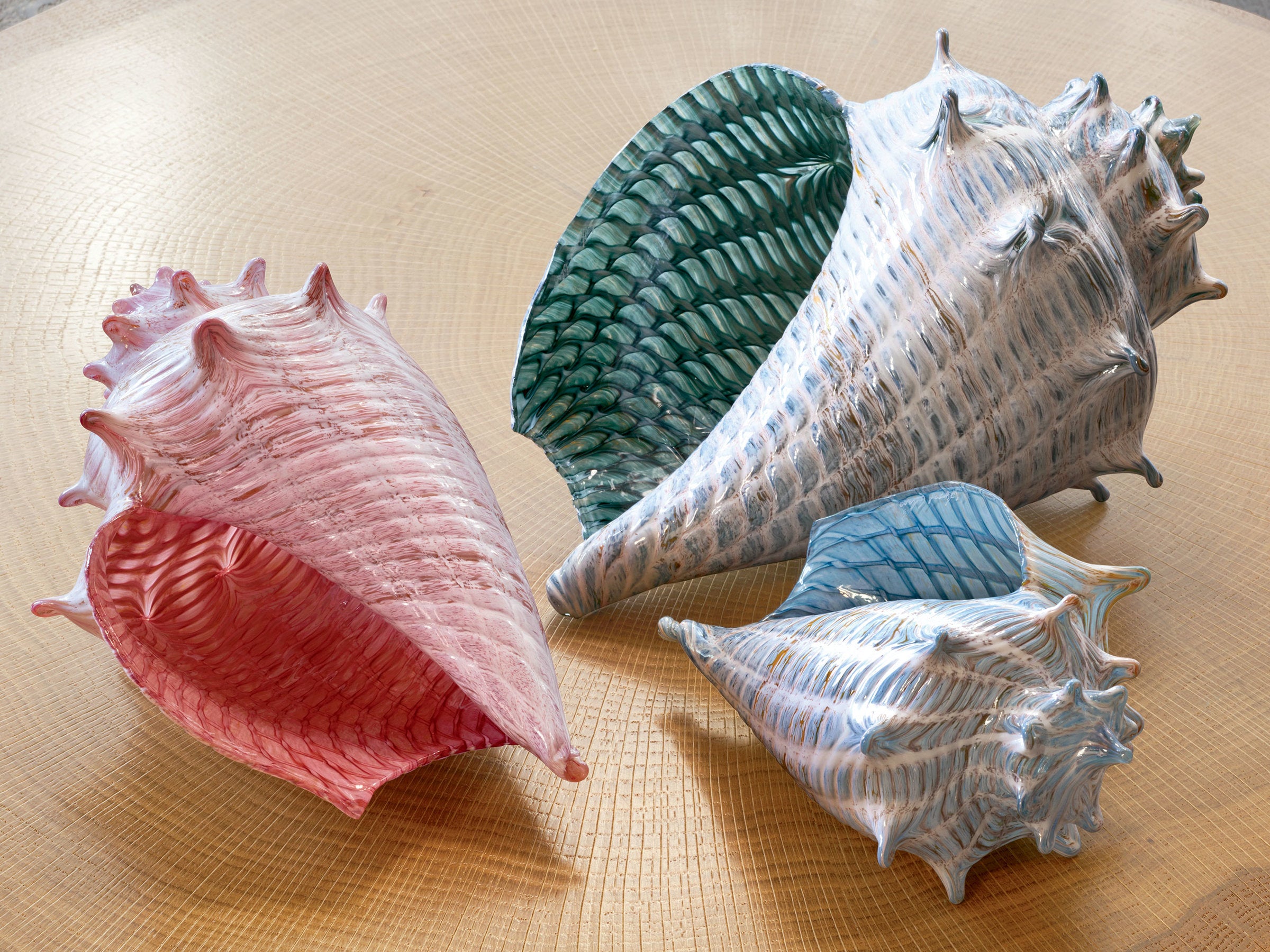 Optic Conch Shells