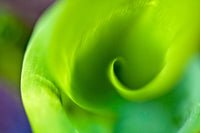 Inner Lily 2
