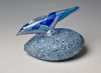 Blue Starling on River Stone