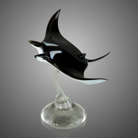 Manta Ray