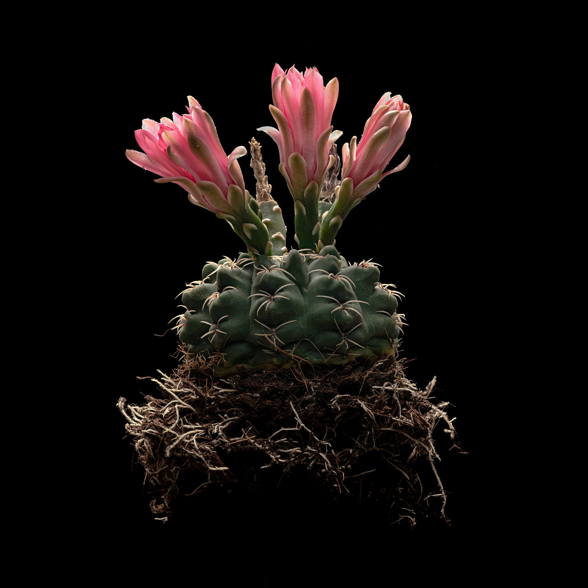 Blooming Barrel | Photo by Carolyn Thome