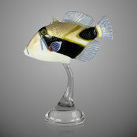 Reef Triggerfish