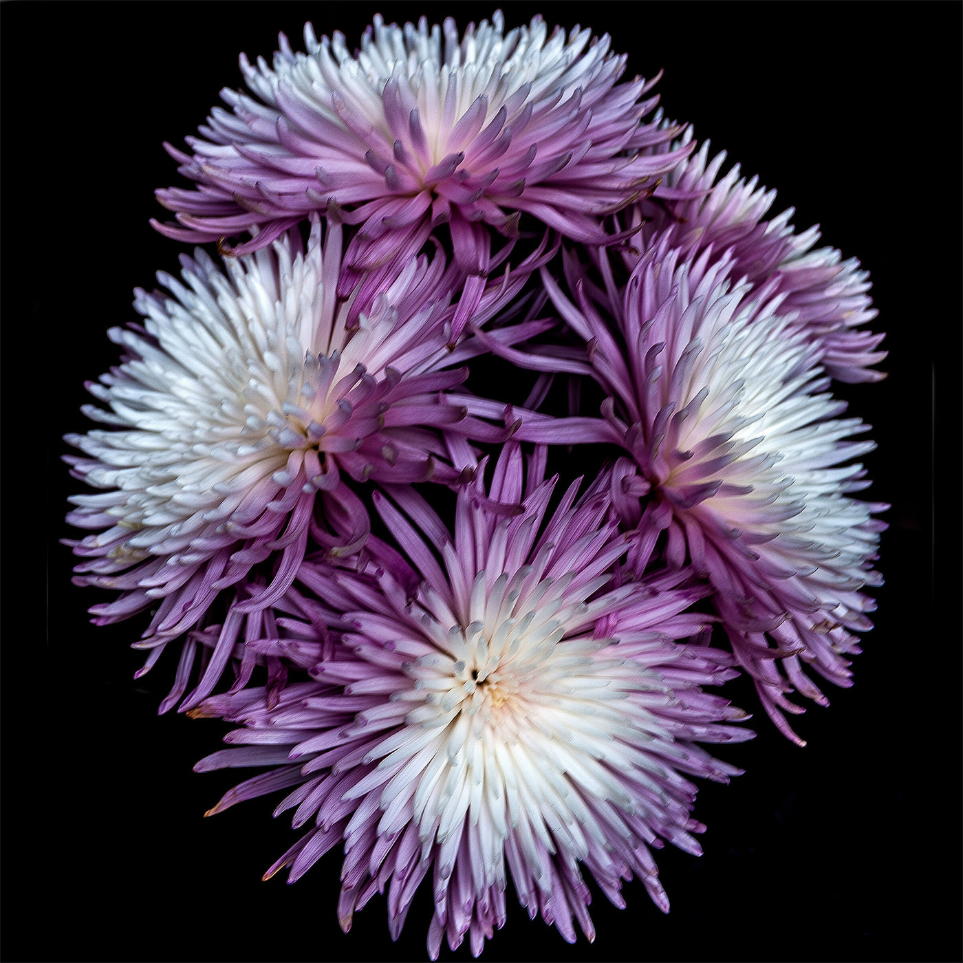 Dancing Chrysanthemums 2