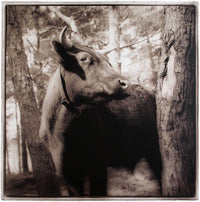 Ox, 2006