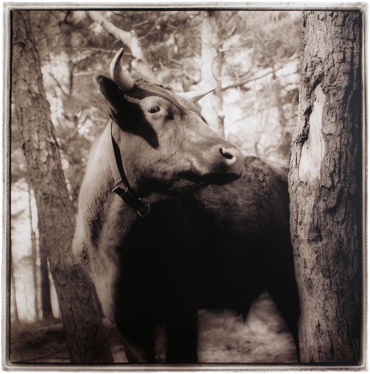 Ox, 2006