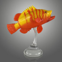 Neptune Grouper