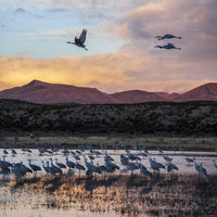Sandhill Cranes