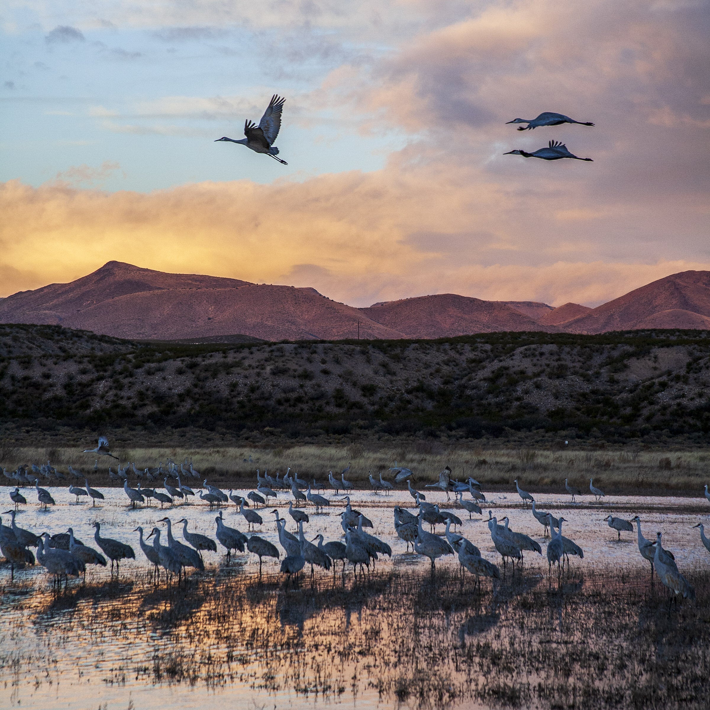 Sandhill Cranes
