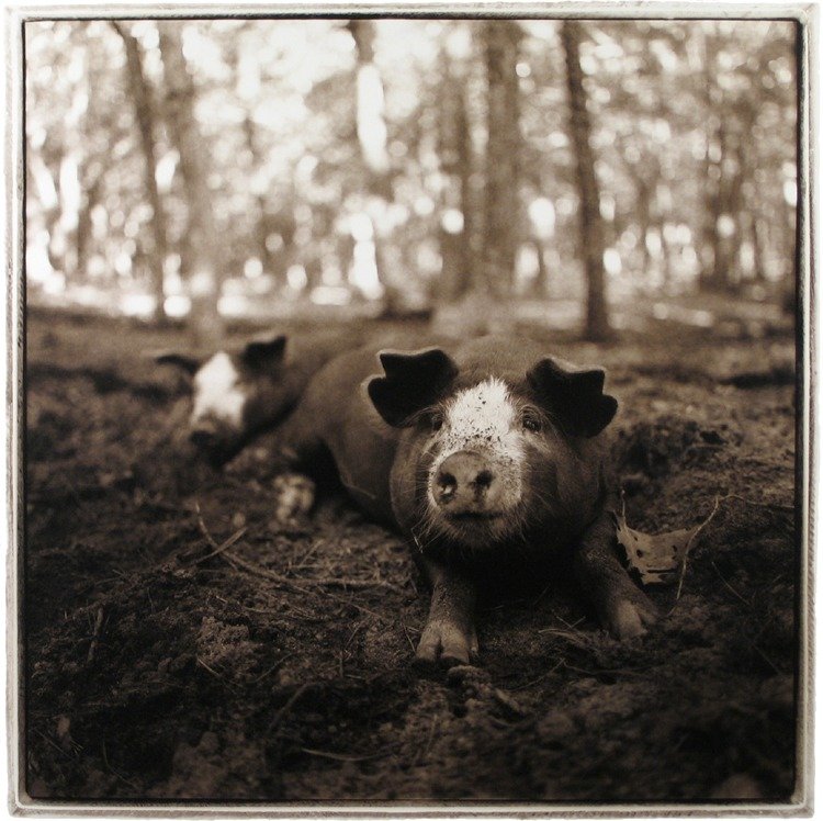 Ruffled Ears, 2004