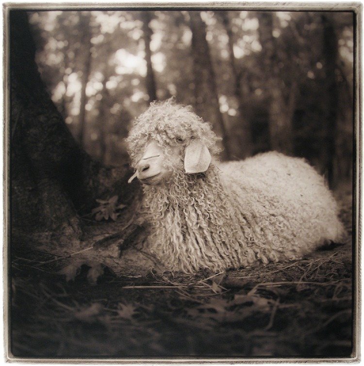 Angora Goat, 2001