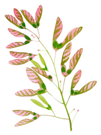 Love Helicopter Seed Pods