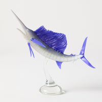 Atlantic Sailfish