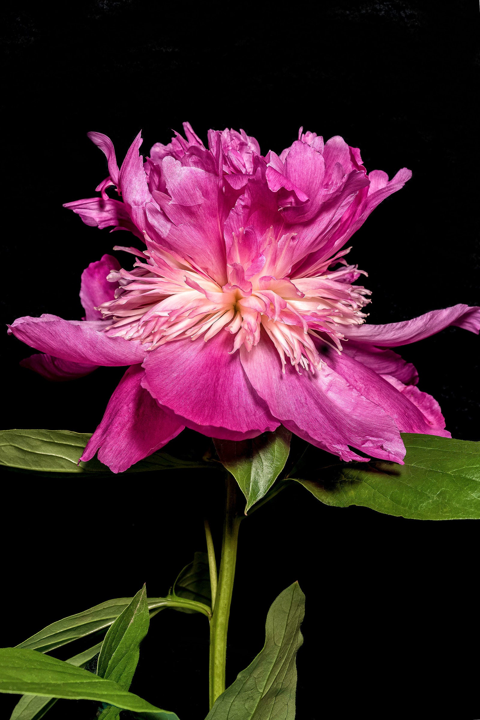 Our Double Peony
