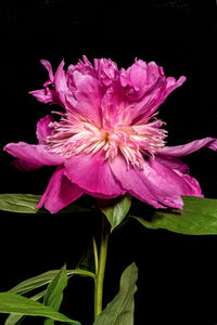 Our Double Peony