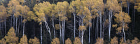 Fall Aspens