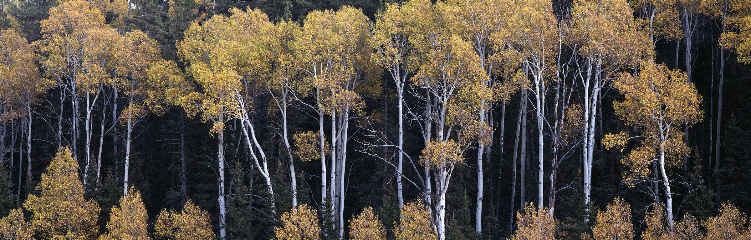 Fall Aspens