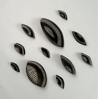 Segmented Chitons