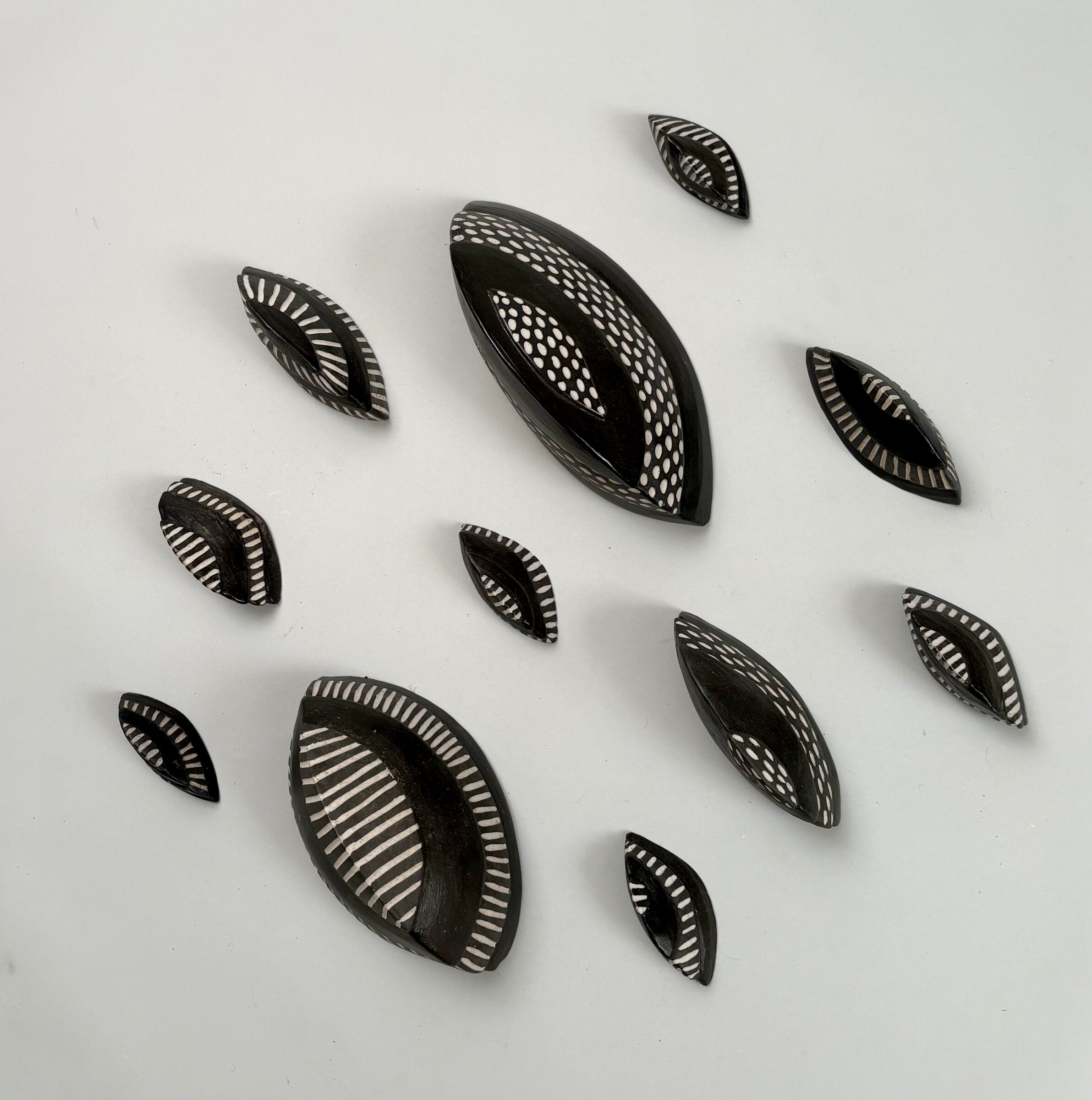 Segmented Chitons