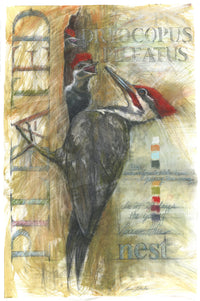 Pileated Woodpecker with Fledglings