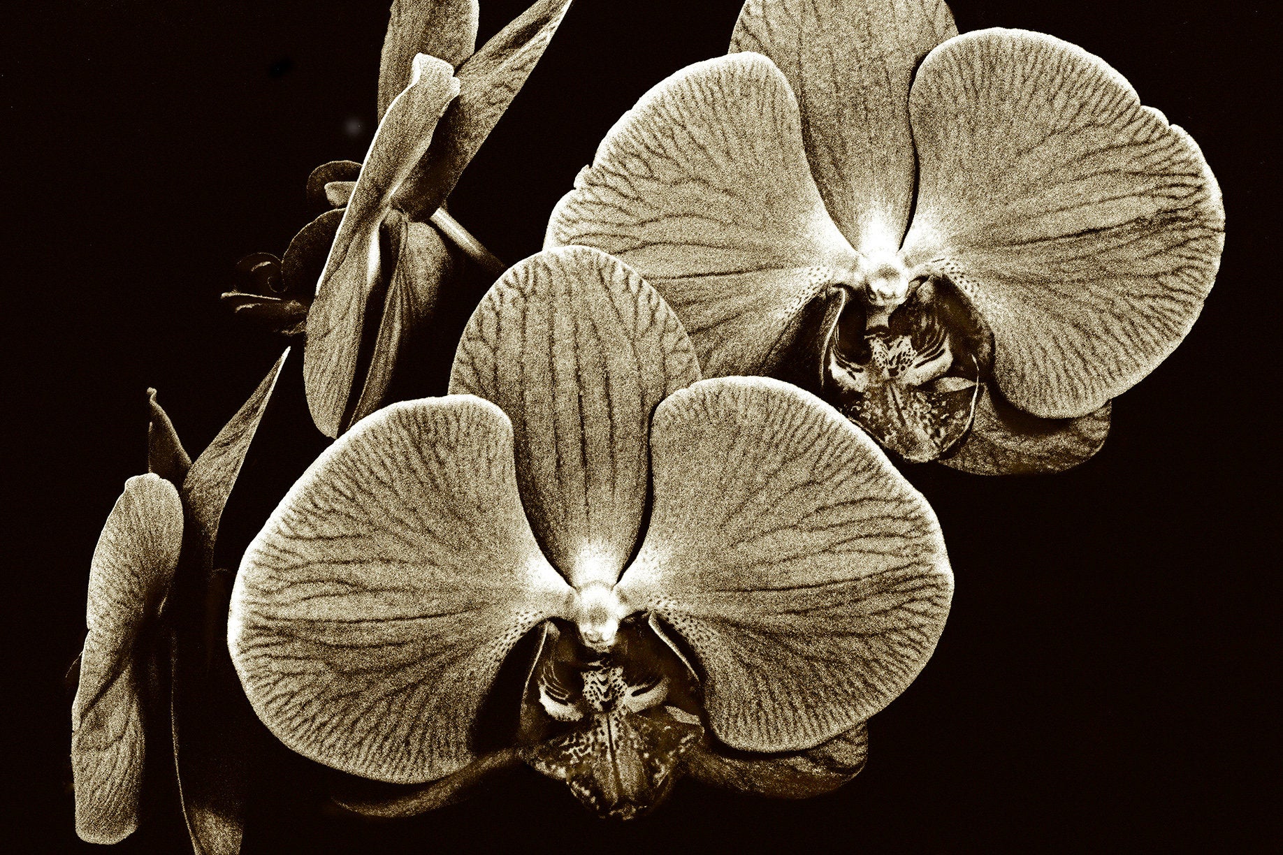 Floating Orchids