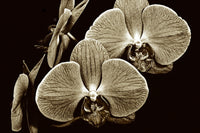 Floating Orchids
