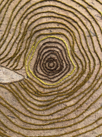 Tree Rings, Variable Edition 1/25