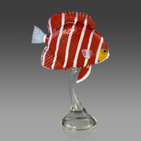 Peppermint Angelfish